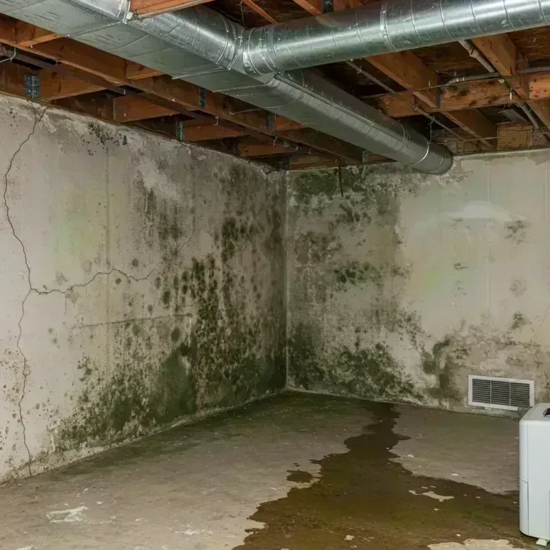 Professional Mold Removal in Nickerson, KS